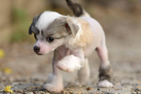 Oberfläche Pro 128 GB + 